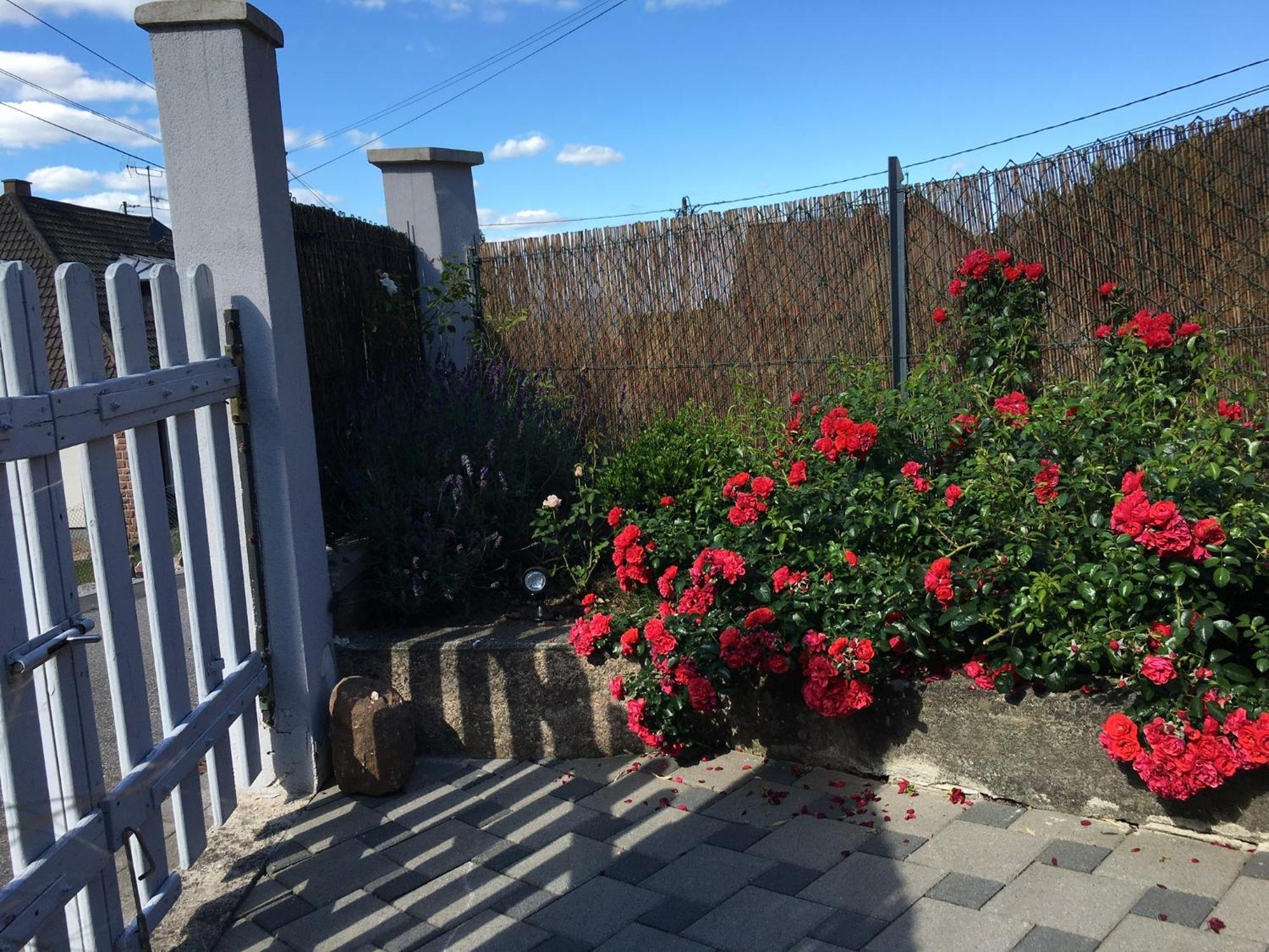 Les Magnolias En Alsace - Meuble De Tourisme 3 Etoiles Apartment Barembach Exterior photo